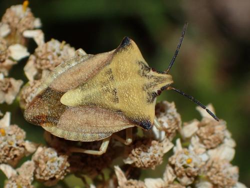 Réf. 236 781 : Carpocoris fuscispinus